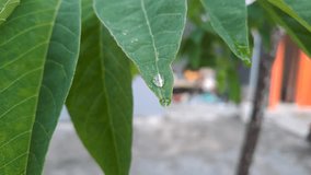 Close-up of custard apple leaf with raindrops after rain in a home garden. Fresh, calm, and natural atmosphere on a cloudy morning, showing beauty of nature after rainfall. - Powered by Shutterstock - Get 15% off with code: PIKWIZARD15