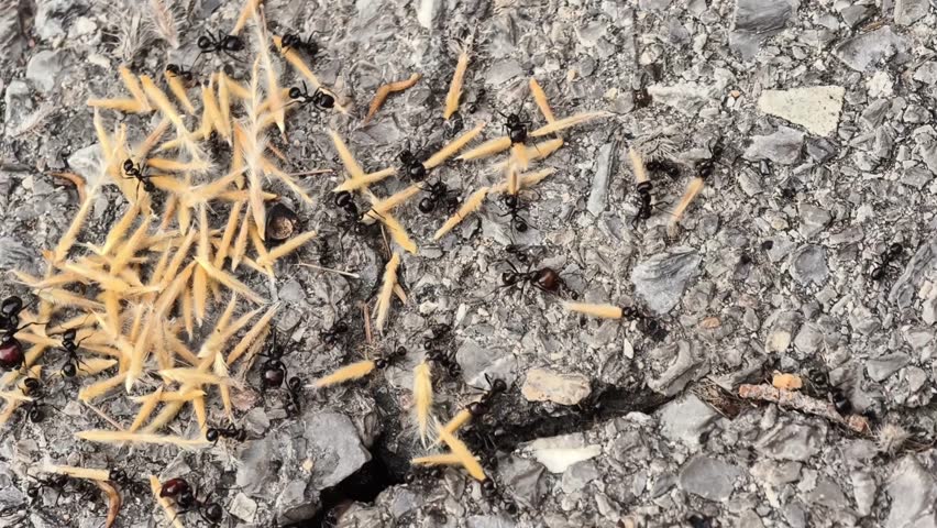 This video shows a thriving ant colony foraging for food. It highlights their teamwork as they consume seeds, grass, and even spaghetti
