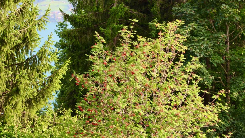 This honeysuckle berry tree in Switzerland catches the eye with its vivid red fruits against a backdrop of lush natural foliage.