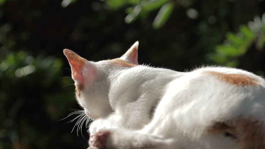 A beautiful cat is relaxing in the warm sun, backlit by the golden hour light which creates a stunning glowing rim light on its fur - Powered by Shutterstock - Get 15% off with code: PIKWIZARD15