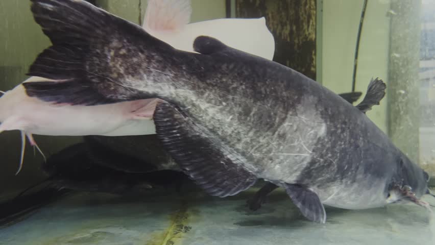 Albino catfish and black catfish in an aquarium.