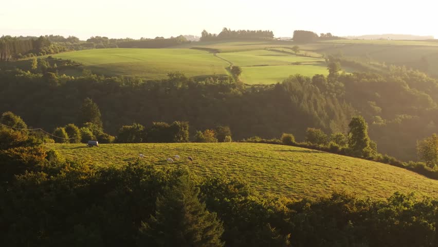 Aerial pan of grazing sheep and green hills in the Ardennes at sunset