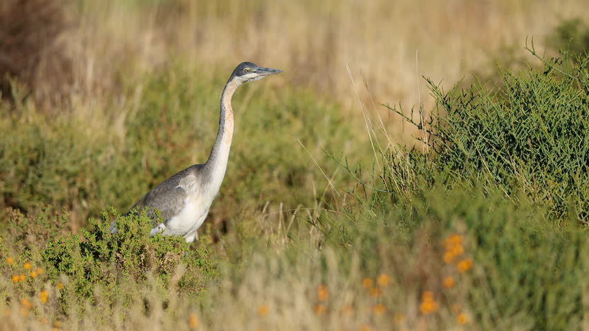 An alert grey heron (Ardea cinerea) hunting in natural habitat, South Africa