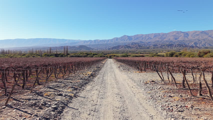A stunning low-altitude drone flight down a dirt road through a vineyard during its dormant season in La Rioja, Argentina, with the Andes mountains in the background.