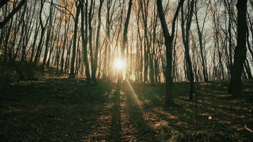 Golden Sunlight Setting Or Rising Through Forest Trees. Sun Beams Shining In Autumnal Woods. Scenic Nature Landscape, Tranquil Forest Scene, Bare Tree Trunks, Peaceful Outdoors. Beautiful Wilderness