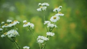 Tranquil Atmosphere Field. Blossoming Daisy Flower Swaying On Wind. Scenery Nature Weather At Summer. Rural Floral Windy Day. Chamomile Blowing On Wind Peaceful Park. Daisy Meadow Green Grass Flower - Powered by Shutterstock - Get 15% off with code: PIKWIZARD15