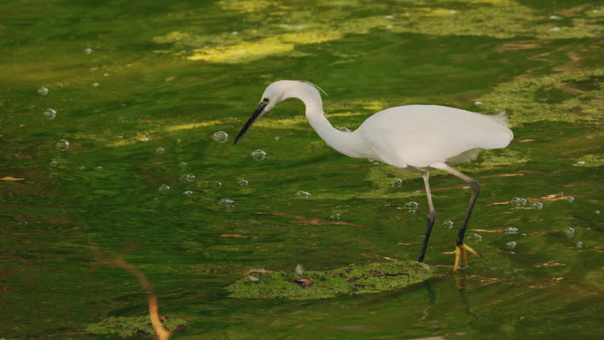 White egret standing in shallow green water while searching for food. High quality 4k footage