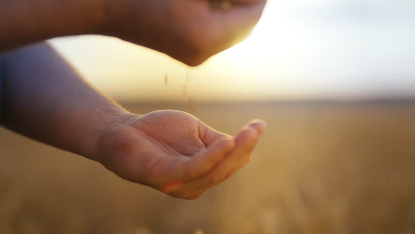 Grains of wheat or rye in hands of farmer, man pouring cereals, closeup view. Future bread, organic food supply from eco-farm, successful agribusiness, calm rural scenery in countryside, worker hands