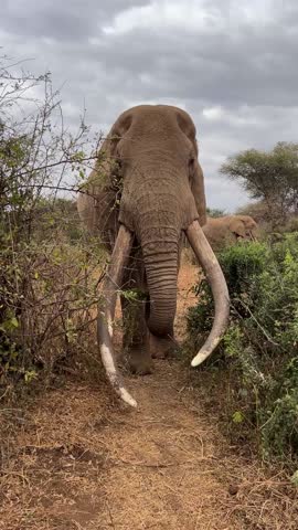 African Elephant with Long Tusks on Safari Road