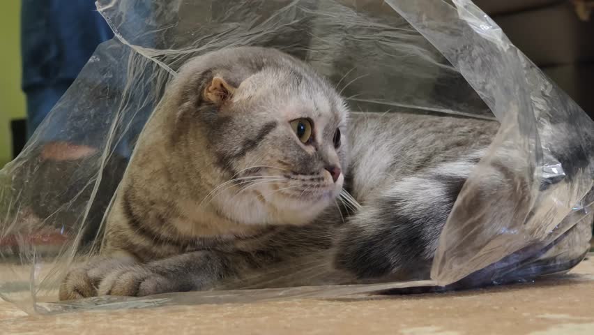 A gray Scottish Fold kitten with tabby stripes lies inside a transparent plastic bag on a patterned floor carpet, looking curiously at the camera in a domestic home setting with soft focus background.