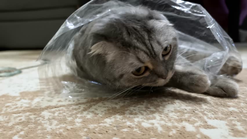 Close-up of a grey Scottish Fold cat