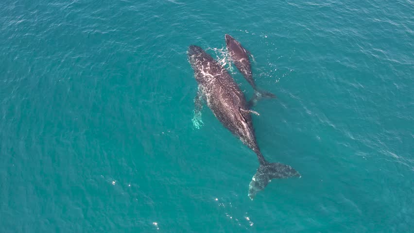 Top down aerial views of a Humpback Whale with calf feeding in shallow waters