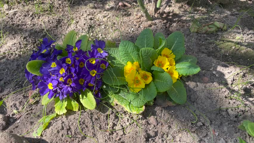 Dark blue color with yellow center Primrose and yellow color Primrose flower in a garden in May 2023. Idea for postcards, greetings, invitations, posters and Birthday decoration, background