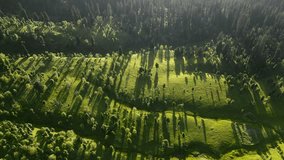 Aerial View of Lush Green Forest and Sunlit Terraced Landscape with Long Tree Shadows at Golden Hour — Peaceful Natural Scene with Dramatic Light and Dense Vegetation in a Remote Wilderness - Powered by Shutterstock - Get 15% off with code: PIKWIZARD15
