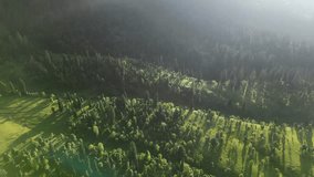 Aerial View of Lush Green Forest and Sunlit Terraced Landscape with Long Tree Shadows at Golden Hour — Peaceful Natural Scene with Dramatic Light and Dense Vegetation in a Remote Wilderness - Powered by Shutterstock - Get 15% off with code: PIKWIZARD15