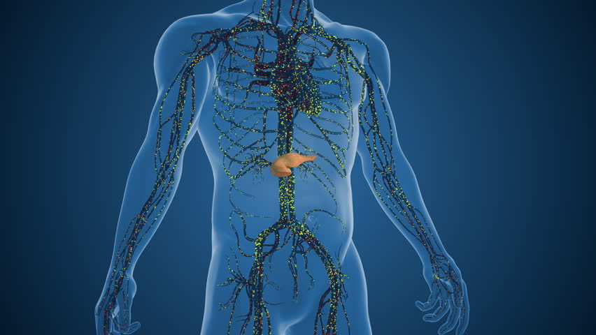 Pancreatic Cells Stimulating Higher Insulin Production Levels