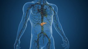 Pancreatic Cells Stimulating Higher Insulin Production Levels - Powered by Shutterstock - Get 15% off with code: PIKWIZARD15