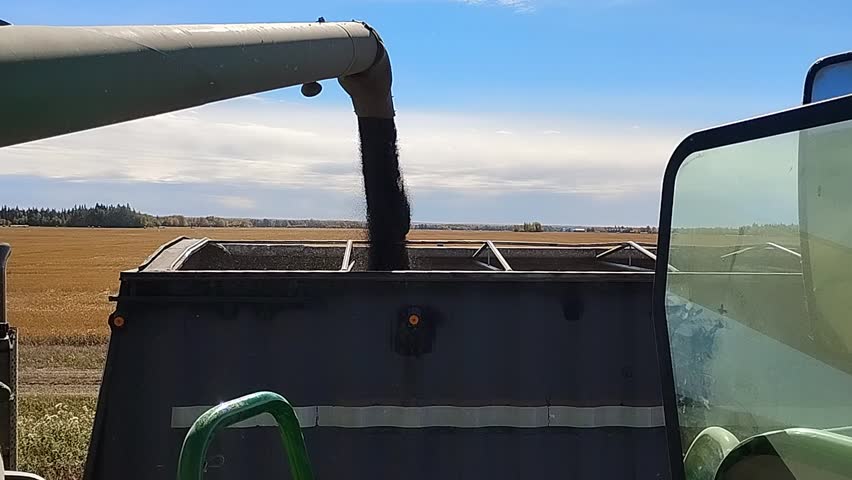 Unloading canola from a combine into a semi trailer
