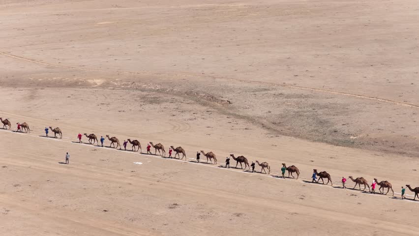 A large camel caravan is crossing the steppe in the Almaty region. Fixing the Guinness World Record. 