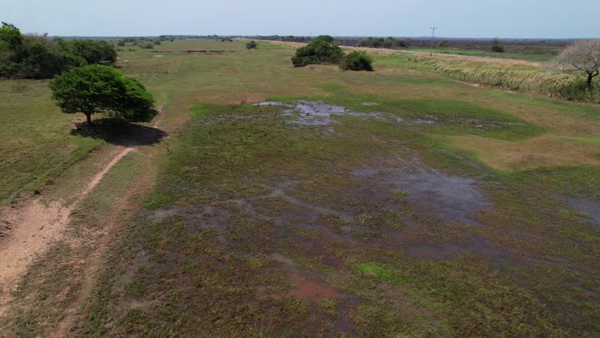 Drone shot capturing a flock of birds flying low over a swampy landscape