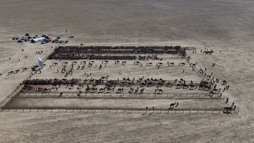 A large camel caravan is crossing the steppe in the Almaty region. Fixing the Guinness World Record. 