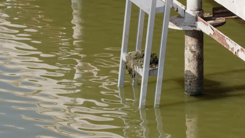 Swimming muskrat climbs dock ladder in lake to eat aquatic weeds