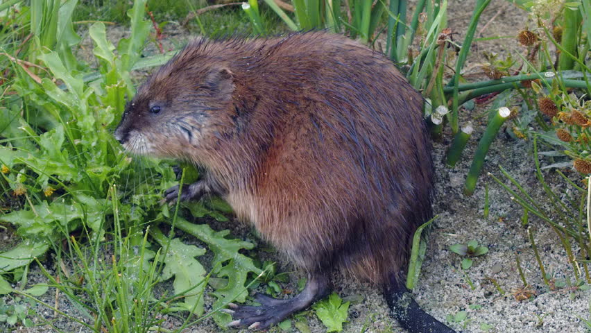 Close up muskrat munching on shore plants looks directly at camera