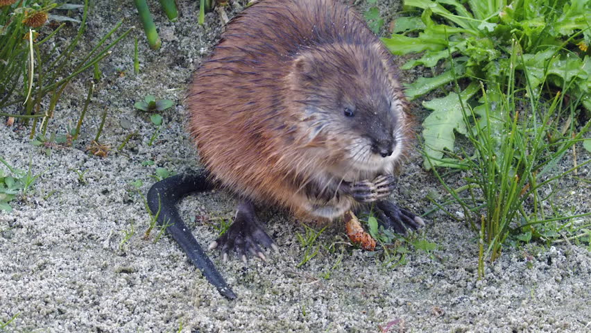 High angle view as little muskrat chews on shoreline plants in marsh