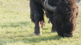 Close up head of plains bison grazing grass on cool foggy morning - Powered by Shutterstock - Get 15% off with code: PIKWIZARD15