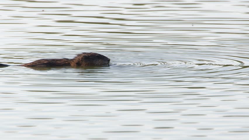 Muskrat eating plants on pond surface sends ripples radiating outward