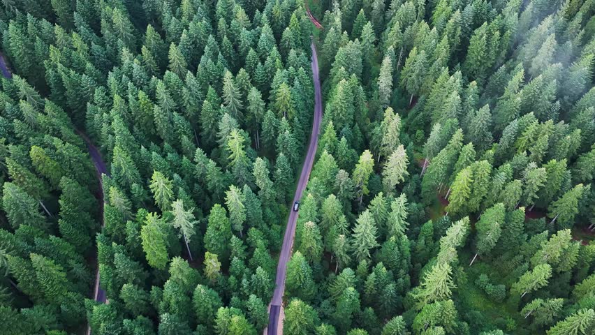 Vehicle moving through forest corridor on mountain road surrounded by tall trees.