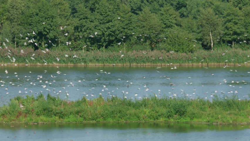 migratory birds in flight above tranquil riverside scenery