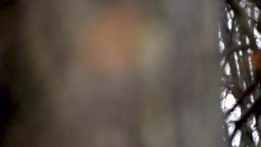 Close up of a European Robin (Erithacus rubecula) resting on a tree branch, soft dark forest background