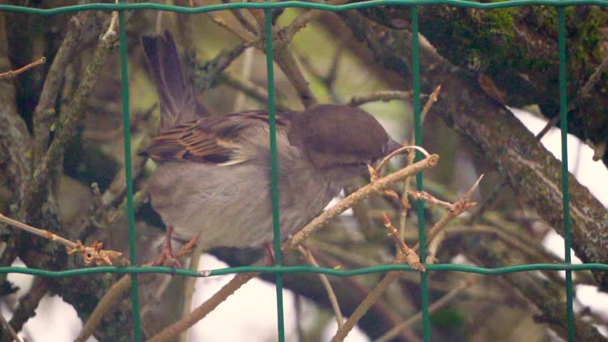 Close up of a cute small house sparrow bird (Passer domesticus) jumping around twigs and green fence and looking for food