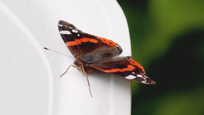Close up of a red admiral butterfly Vanessa atalanta resting on a bright white surface in a lush garden setting