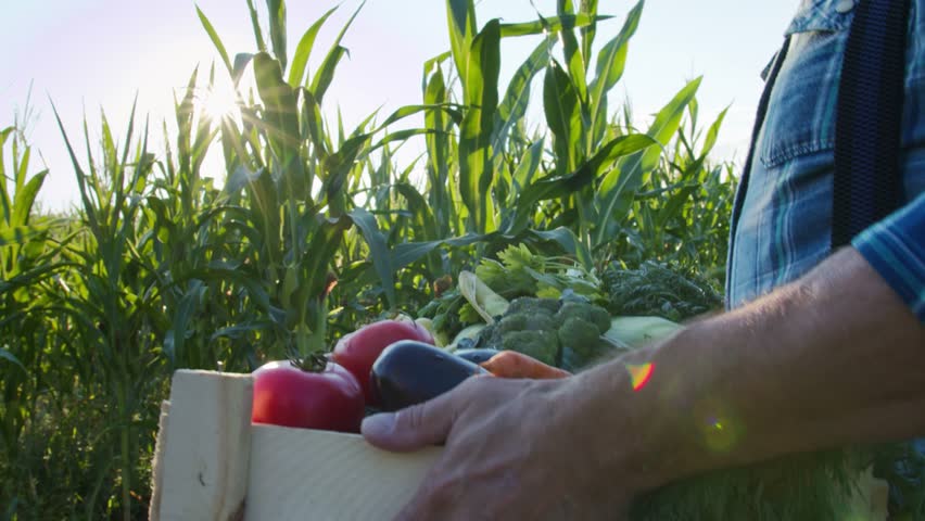 man Working at Farm with Fresh Organic Agricultural Products. male Holding Crate with Fruits and Vegetables. farming and agro business. gardening, green harvest or food development in groceries basket