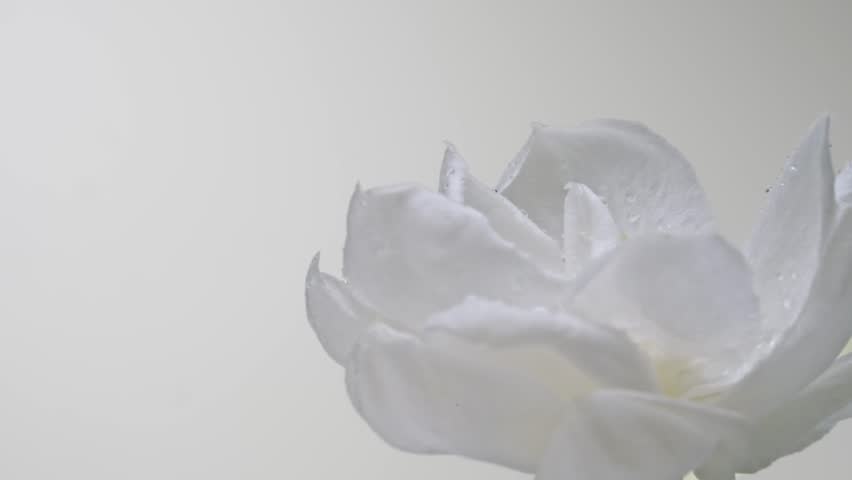 Half of a white jasmine flower rotates on a gray and white background