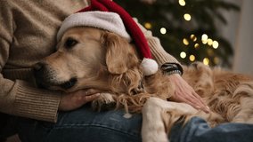 Girl Hugging Dog In A Santa Hat With A Golden Retriever Looking Sad - Powered by Shutterstock - Get 15% off with code: PIKWIZARD15