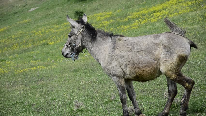 gray mule donkey on the green grass surrounding background