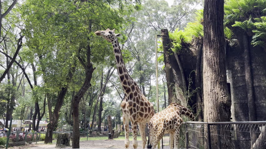 Giraffes in Lush Zoo Habitat Showcasing Nature