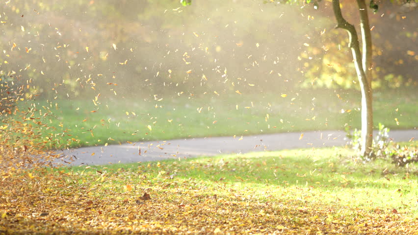 Strong wind blows the fallen autumn leaves off the ground. Slow-motion footage with selective focus.