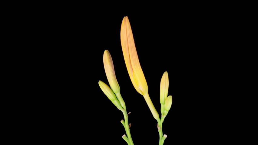 Orange Lily Blossoms. Time Lapse of Opening Beautiful Orange Lily Flowers. Black Background. 4K.