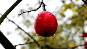 A juicy red apple hangs on a green branch of an apple tree after a summer rain. Close-up shows clear water droplets slowly running down the shiny, waxy surface of the fruit. - Powered by Shutterstock - Get 15% off with code: PIKWIZARD15