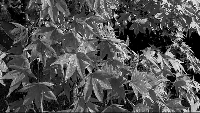 Close up view of colorful Maple leaves on a tree branch swaying to wind and rain slow motion.