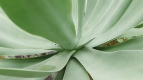 Close-Up Of Green Agave Leaves In A Rosette, Bold Succulent Foliage For Garden And Home - Powered by Shutterstock - Get 15% off with code: PIKWIZARD15