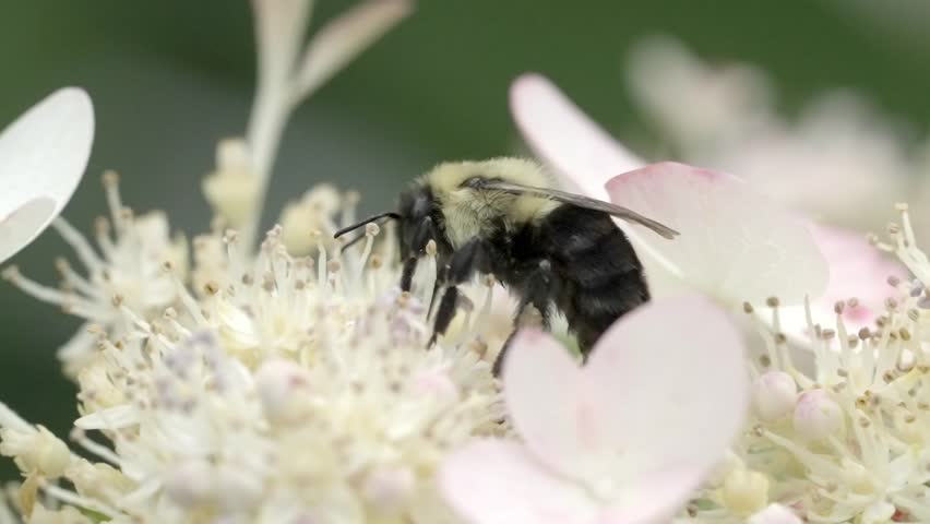 Working Bee Feeding on Nectar of a Small White Flower