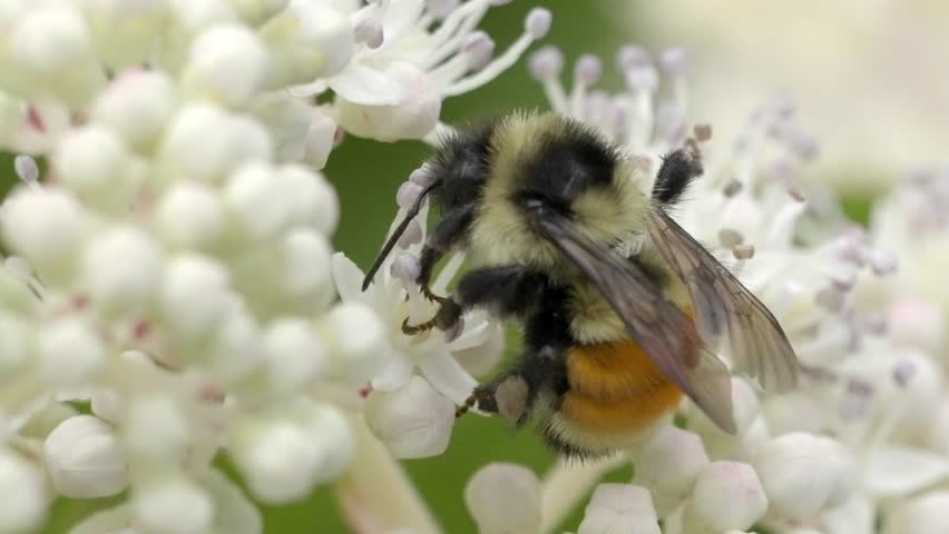 High Magnification Shot of Honeybee on Flower Showing Fine Detail