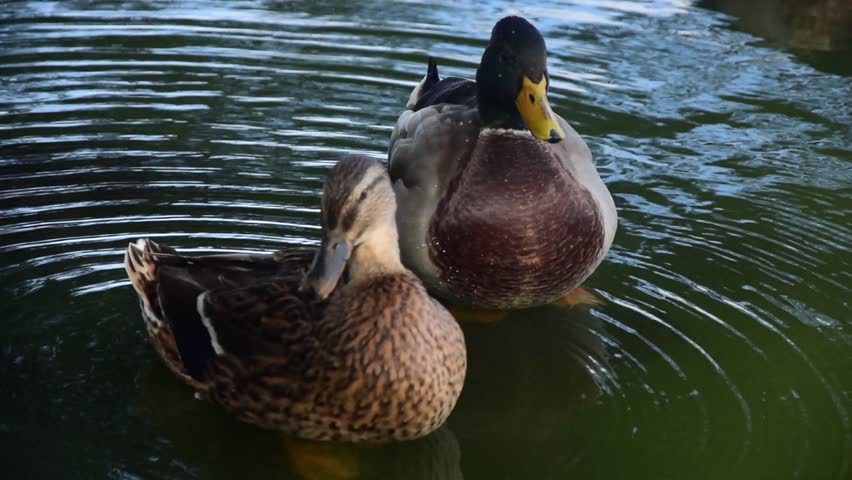 Close shot of two Mallards with ripples around them in the shallows of a lake relaxing, preening and making eye contact with the camera
