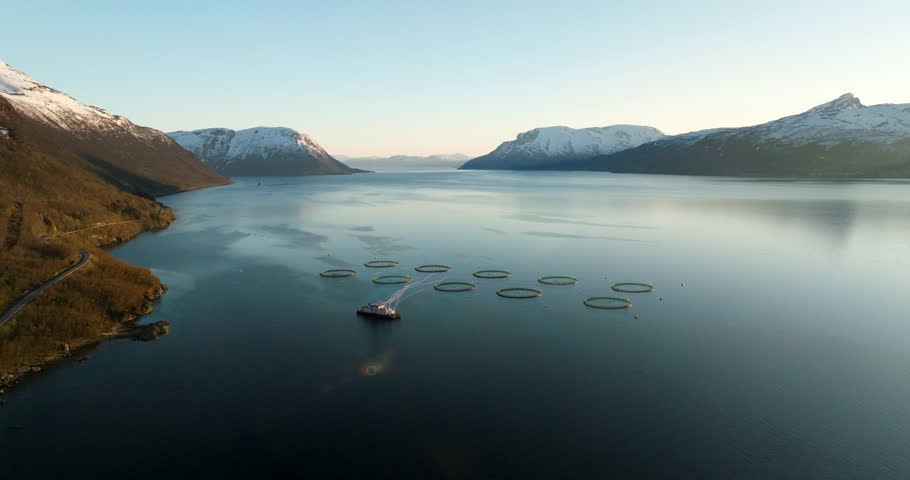 Salmon farm with circular cages in fjord, snow-capped mountains in background, aquaculture industry or documentary use, Gratangen, Norway. Aerial backward, copy space