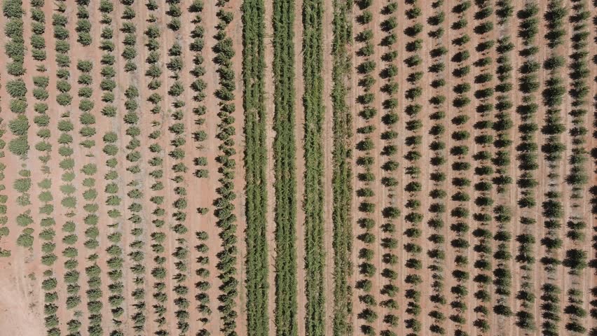 Overhead aerial descent showing geometric rows of orchard trees in Apple Hill Sierra Nevada Foothills